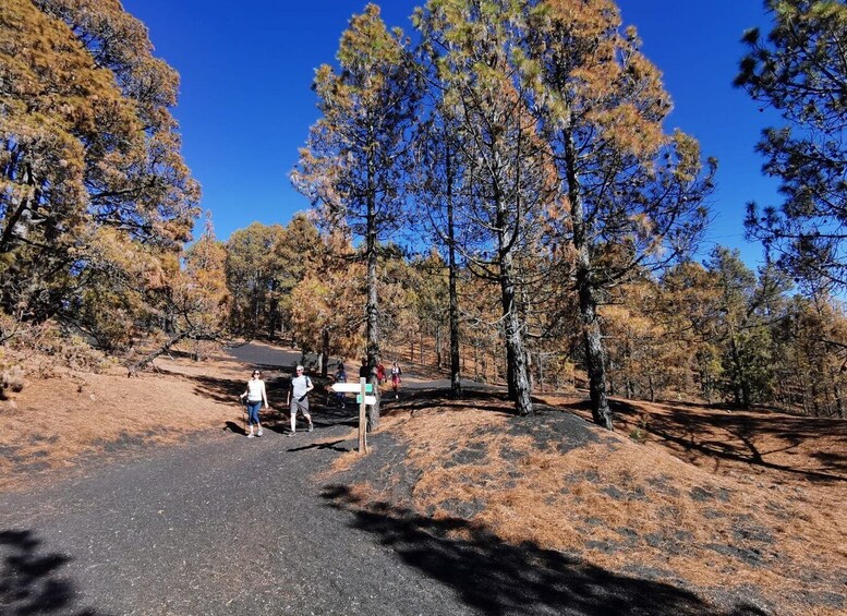 Picture 2 for Activity La Palma: Guided Tour to Tajogaite Volcano with Transfer