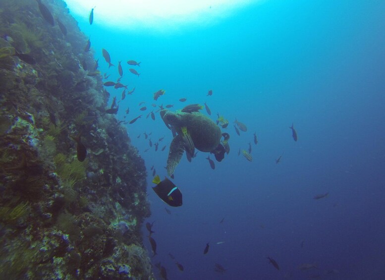 Picture 1 for Activity Kicker rock full day