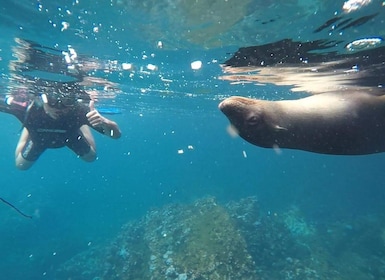 Kicker rock full day