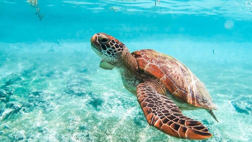 Cebu: Walvishaai Oslob, Aap & Schildpaddenavontuur Moalboal