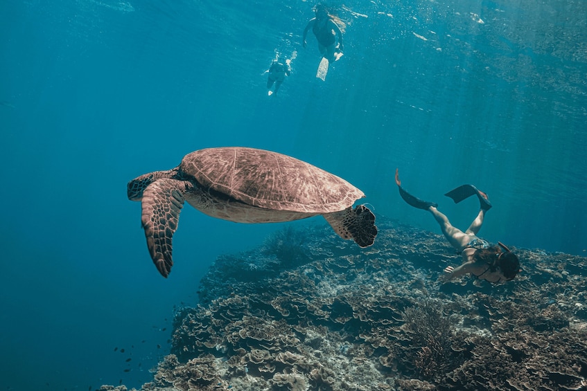 Picture 2 for Activity Cebu: Oslob Whale Shark, Monkey & Moalboal Turtle Adventure