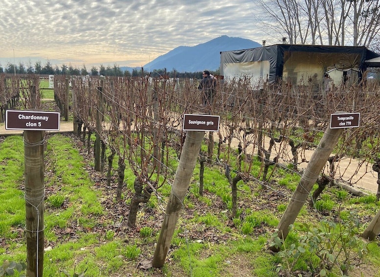 Picture 2 for Activity From Santiago: Private Colchagua Valley Wine Tour w/ Tasting