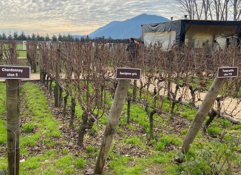 Picture 2 for Activity From Santiago: Private Colchagua Valley Wine Tour w/ Tasting