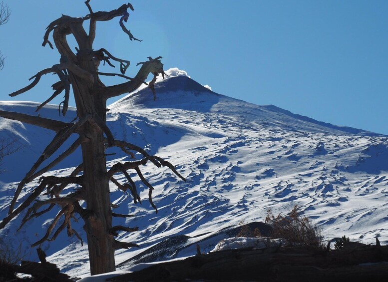 Picture 2 for Activity Mount Etna: Trek to the Craters of The 2002 Eruption