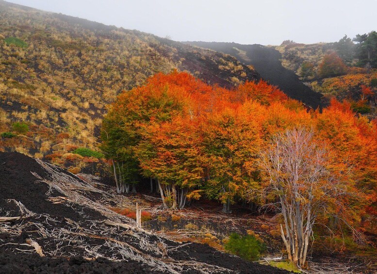 Picture 1 for Activity Mount Etna: Trek to the Craters of The 2002 Eruption