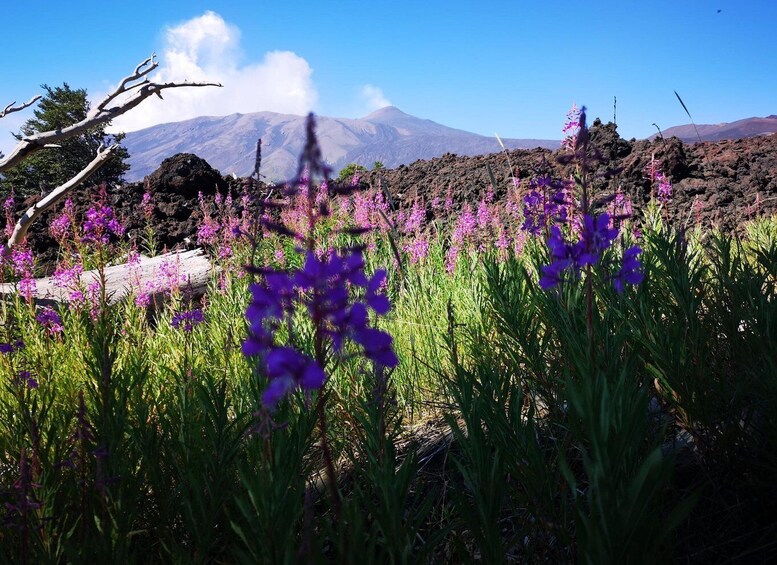 Picture 3 for Activity Mount Etna: Trek to the Craters of The 2002 Eruption