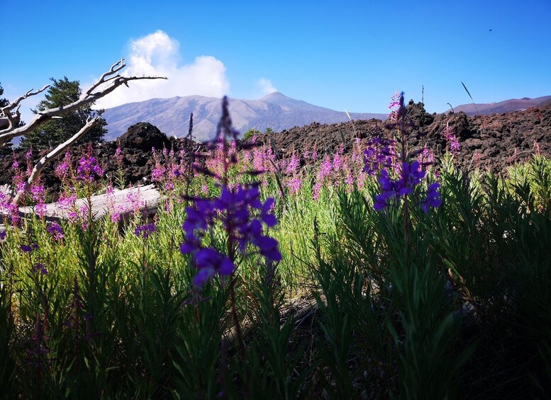 Picture 3 for Activity Mount Etna: Trek to the Craters of The 2002 Eruption