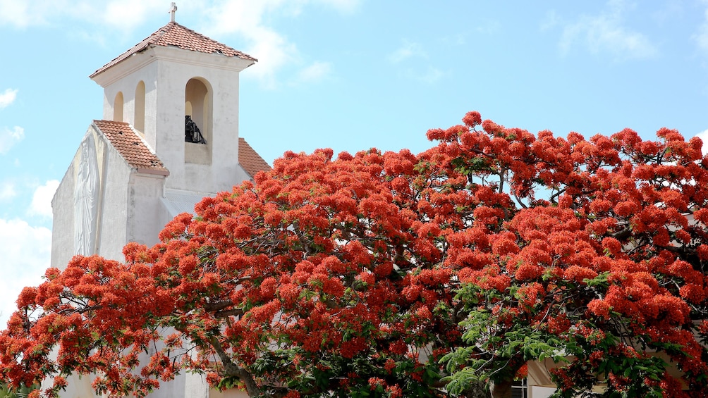 Beautiful red flowers in front of a cathedral on the Guided City Tour Of Noumea