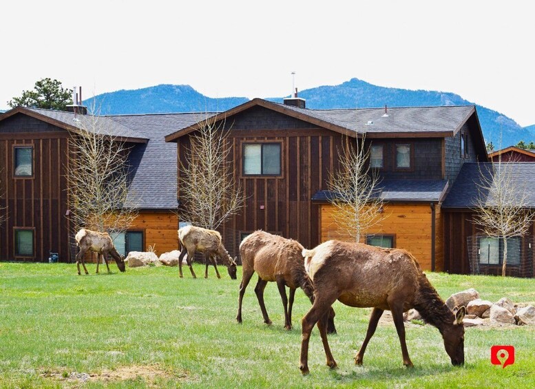 Picture 16 for Activity Rocky Mountain NP: Scenic Peaks and Valleys Driving Tour