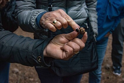 Palazzolo Acreide: Caza de trufas con comida y vino