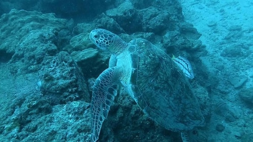Caño Island Biological Reserve - Snorkelling or Diving