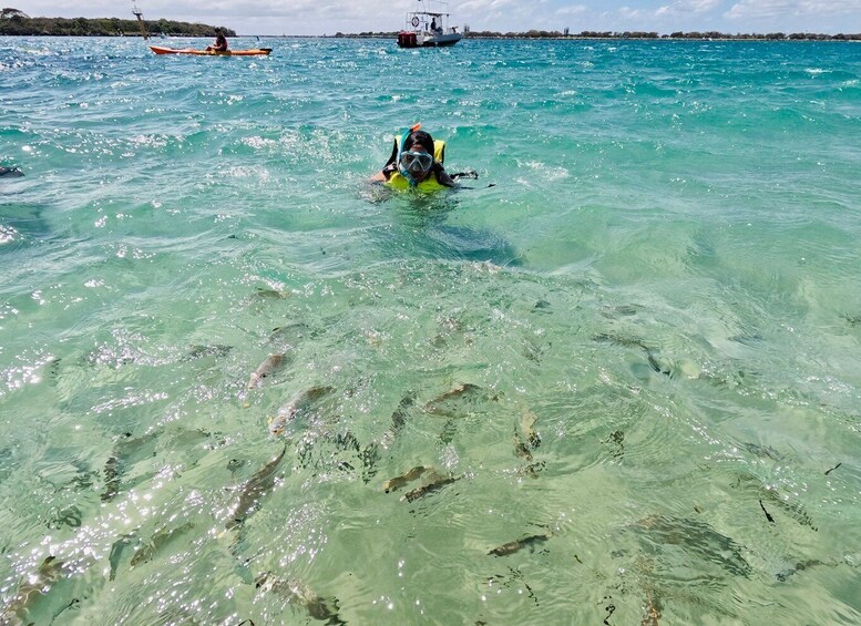 Picture 4 for Activity Gold Coast: Kayaking and Snorkeling Guided Tour