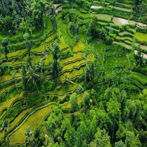 Picture 13 for Activity Tetebatu: Rice Fields, Waterfall, & Monkey Forest Day Tour