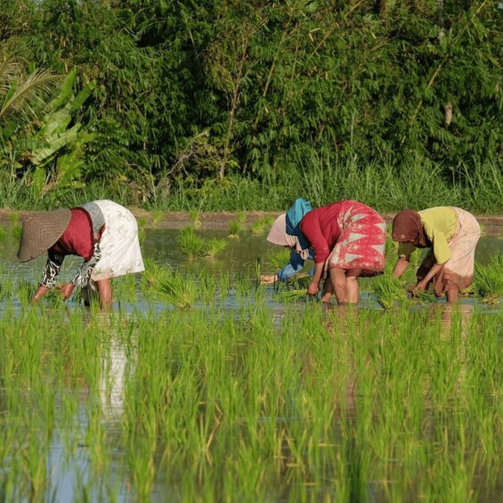 Picture 8 for Activity Tetebatu: Rice Fields, Waterfall, & Monkey Forest Day Tour