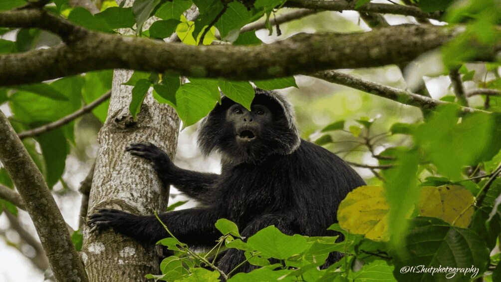 Picture 9 for Activity Tetebatu: Rice Fields, Waterfall, & Monkey Forest Day Tour