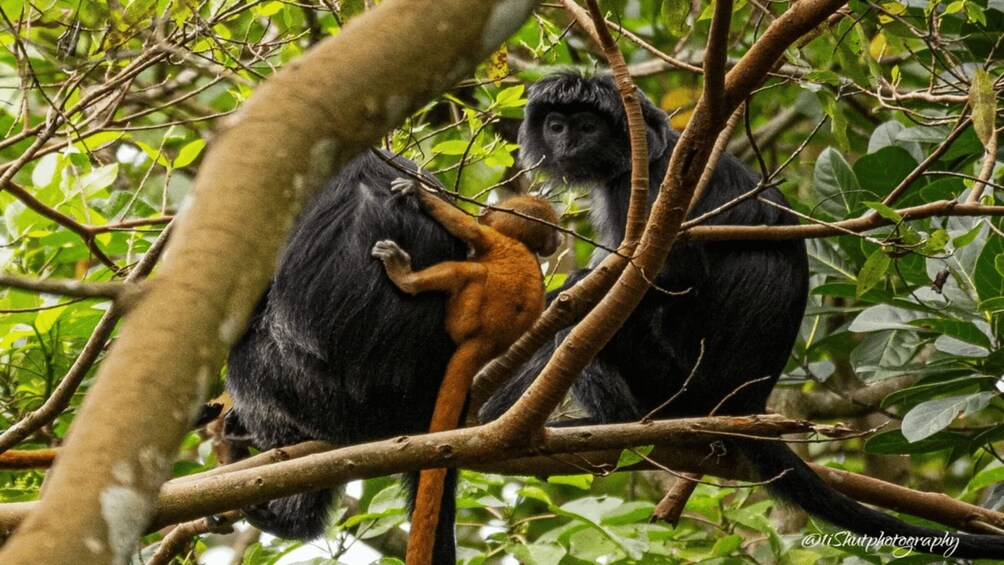 Picture 12 for Activity Tetebatu: Rice Fields, Waterfall, & Monkey Forest Day Tour