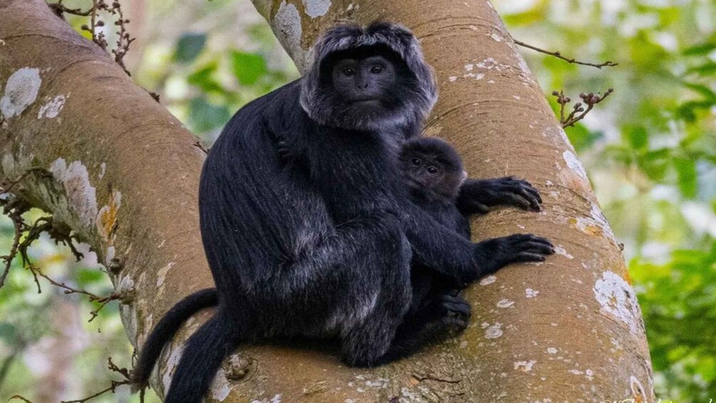 Picture 11 for Activity Tetebatu: Rice Fields, Waterfall, & Monkey Forest Day Tour