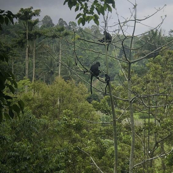 Picture 1 for Activity Tetebatu: Rice Fields, Waterfall, & Monkey Forest Day Tour