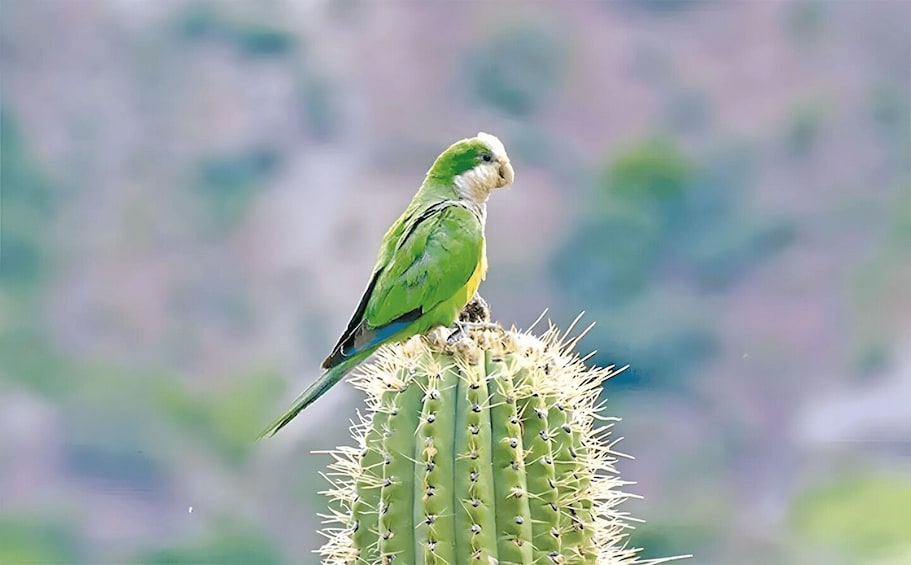 Picture 4 for Activity Sucre: Hike, Explore & Discover Monte Villca Protected Park