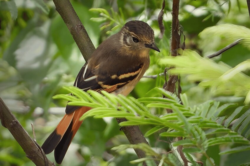 Picture 1 for Activity Sucre: Hike, Explore & Discover Monte Villca Protected Park