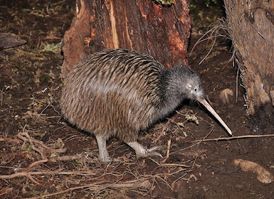 Hokitika: The National Kiwi Centre Tickets