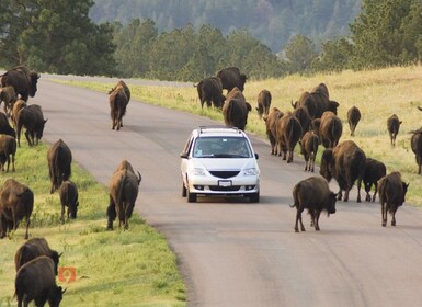 Black Hills & Badlands: National Parks Driving Tour Bundle