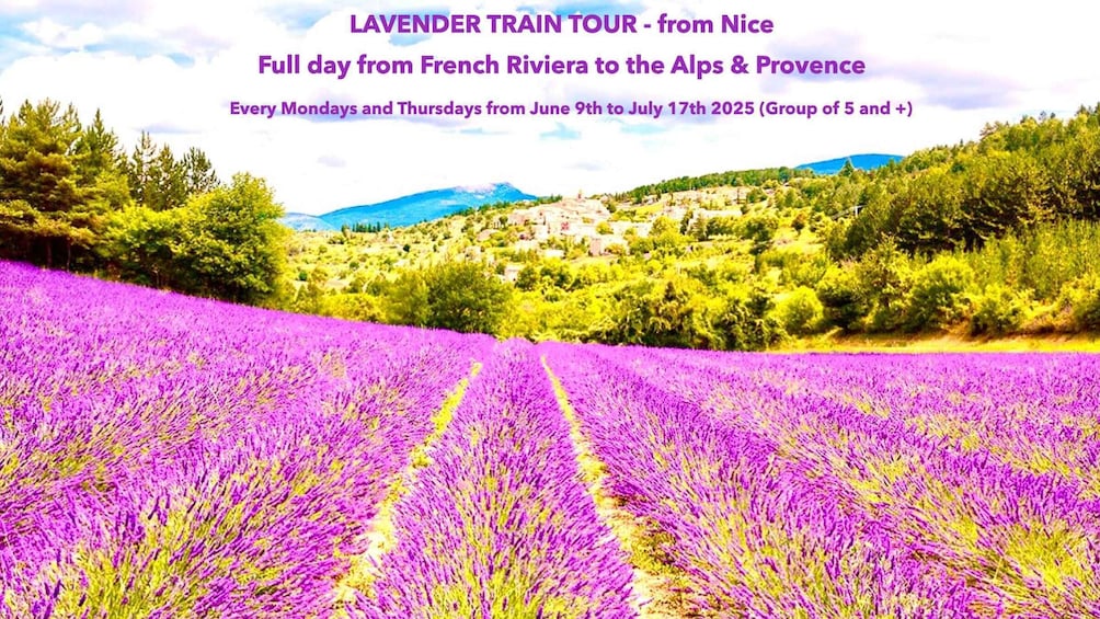 Picture 2 for Activity Mountain Train Experience: Hike & Mystic Forest (From Nice)