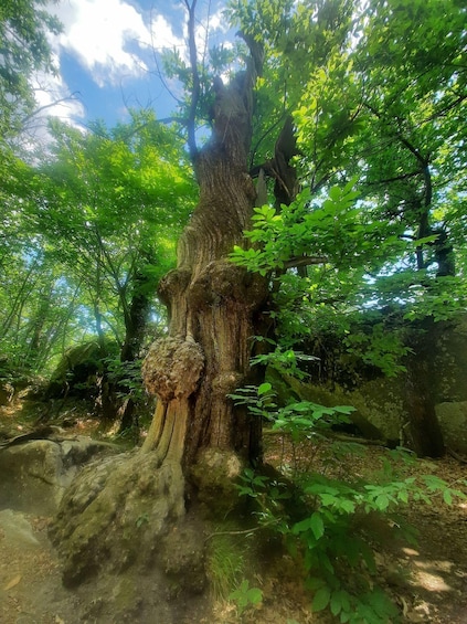 Picture 7 for Activity Mountain Train Experience: Hike & Mystic Forest (From Nice)