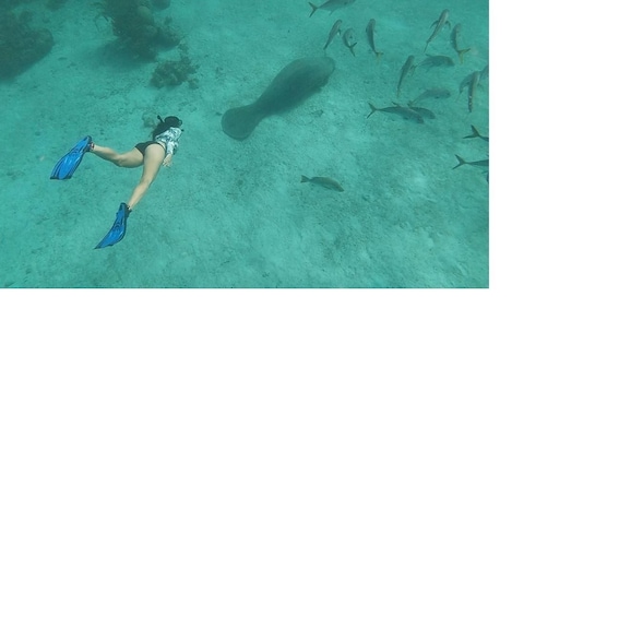 Picture 11 for Activity San Pedro: Snorkeling Trip with 4 Stops, Sharks, and Lunch