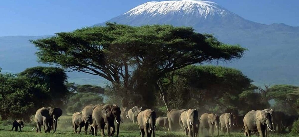 From Nairobi ; Day Tour To Amboseli National Park