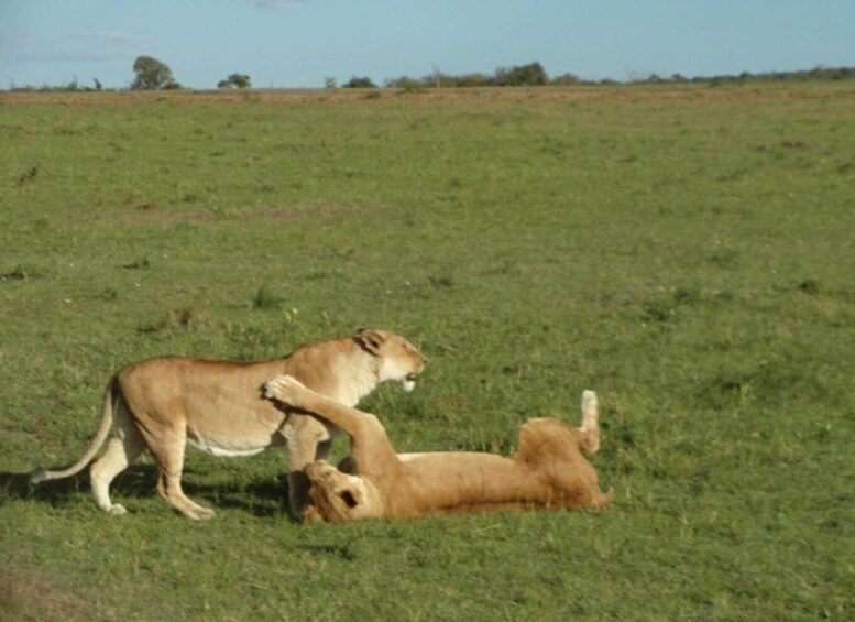 Picture 8 for Activity From Nairobi ; Day Tour To Amboseli National Park