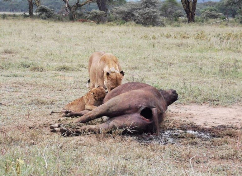 Picture 1 for Activity From Nairobi ; Day Tour To Amboseli National Park