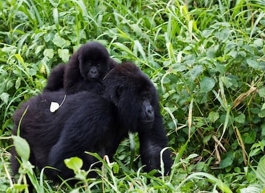 8 Day Gorillas–Chimps and Big Five Experience