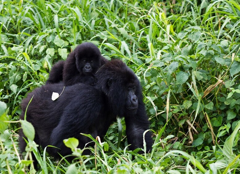 8 Day Gorillas–Chimps and Big Five Experience