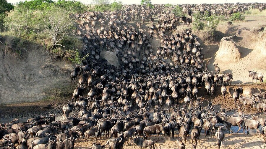 Picture 3 for Activity 3 days group to maasai mara in 4x4 landcruiser no park fees