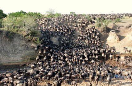 Viaje en grupo de 3 días a Masai Mara en un landcruiser 4x4 sin tarifas de ...