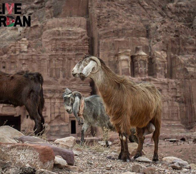 Picture 8 for Activity 2 days 1 night trip from Aqaba to Petra and Wadi Rum