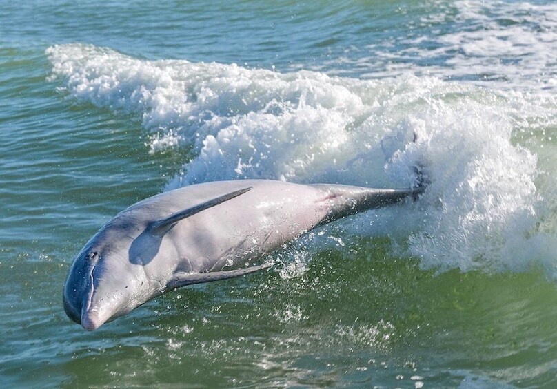 Picture 2 for Activity Marco Island: Boat Tour to Cape Romano and 10,000 Islands