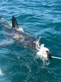 Safari en Garden Route y buceo con grandes tiburones blancos