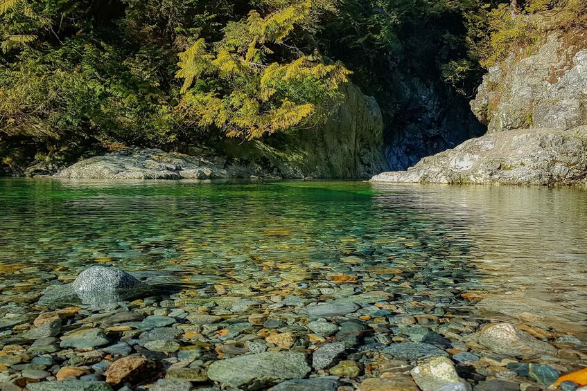 Picture 4 for Activity Vancouver: Lynn Valley Suspension Bridge & Nature Walk Tour