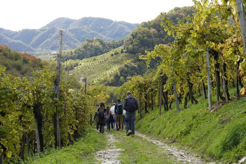 Picture 3 for Activity Valdobbiadene Hills: E-bike Tour with Food&Wine Tasting