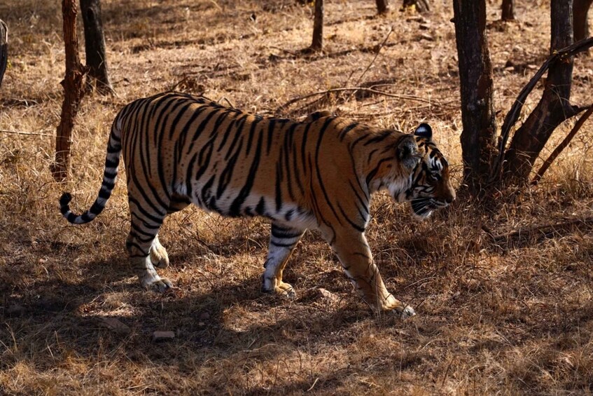 Picture 1 for Activity From Delhi: 7-Day Golden Triangle Tour & Ranthambore Safari