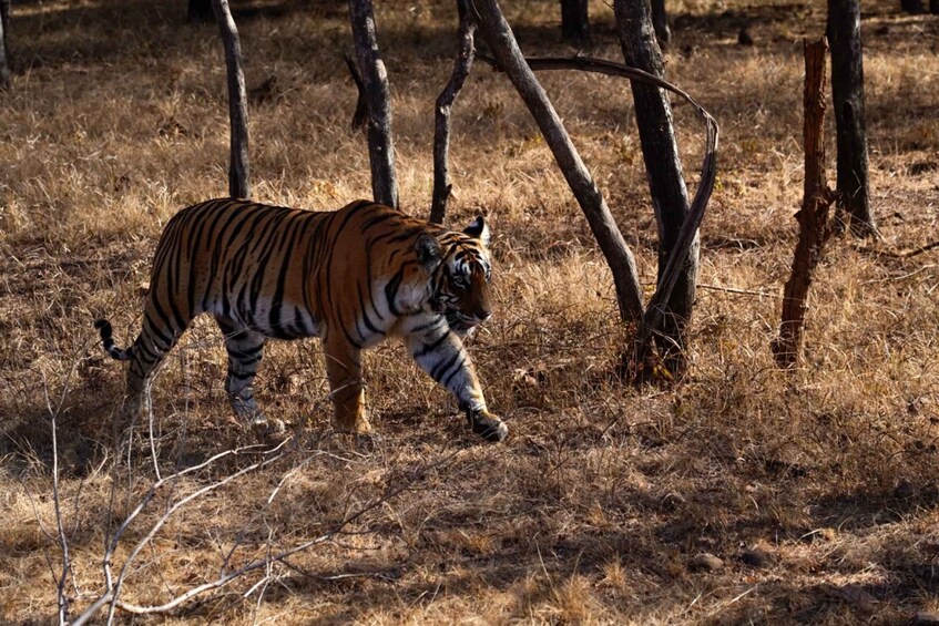 Picture 12 for Activity From Delhi: 7-Day Golden Triangle Tour & Ranthambore Safari