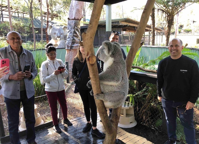 Picture 3 for Activity From Haymarket: Hunter Valley Wine and Wildlife Day Trip