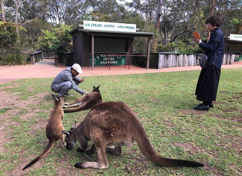 Picture 1 for Activity From Haymarket: Hunter Valley Wine and Wildlife Day Trip