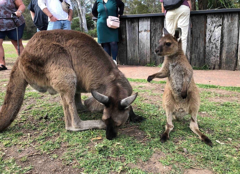 Picture 2 for Activity From Haymarket: Hunter Valley Wine and Wildlife Day Trip