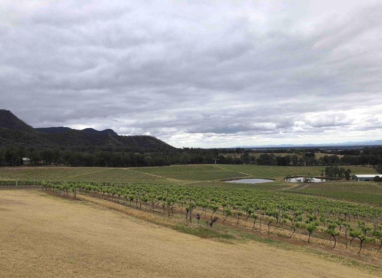 Picture 8 for Activity From Haymarket: Hunter Valley Wine and Wildlife Day Trip