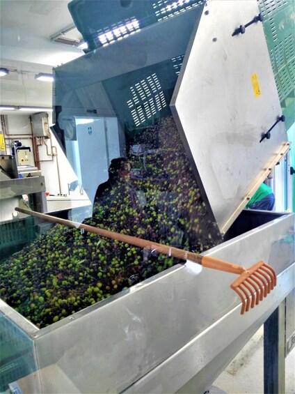 Picture 1 for Activity From Padua: Olive Oil & Wine in the Euganean Hills