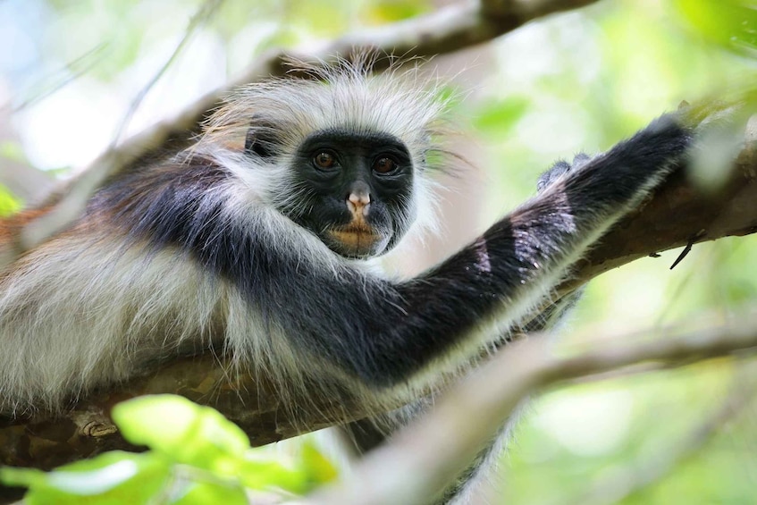 Picture 9 for Activity Mnemba Island, Pongwe Island, Jozani Forest Tour, The Rock