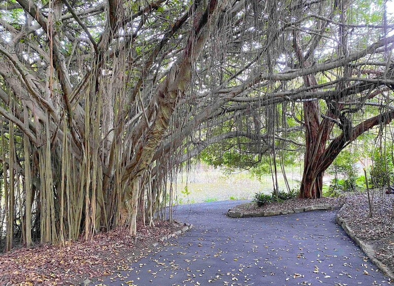 Picture 5 for Activity Noosa: Ginger Factory, Eumundi, Cooroy, and Botanic Gardens